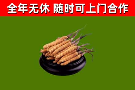 盐亭回收冬虫夏草