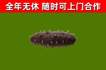 盐亭回收海参干